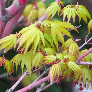 Acer palmatum 'Beni-Kawa', Coral Bark Maple, Japanese Maple 'Beni-Kawa', Tree with fall color, Fall color, Attractive bark Tree, Peeling Bark, Red Bark